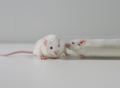 mice (xinhua).jpg