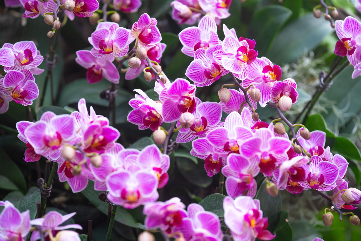 orchid-cgtn.jpg