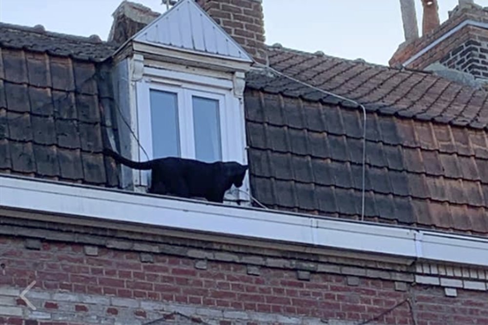 Cat burglar.jpg
