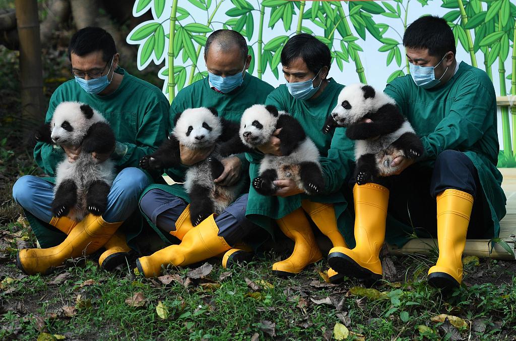 4 giant panda cubs.jpg