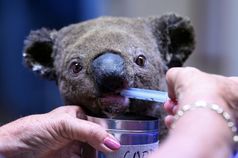 Koala 1.jpg
