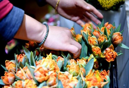 tulips (xinhua).jpg