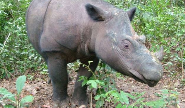 sumatran rhino (ap).jpg