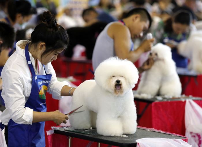 pet grooming (china daily).jpg