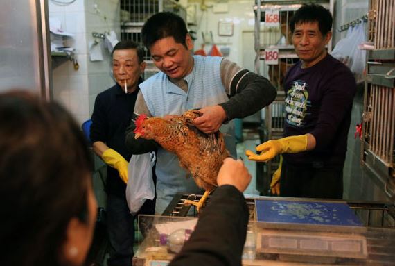 poultry hk (china daily).jpg