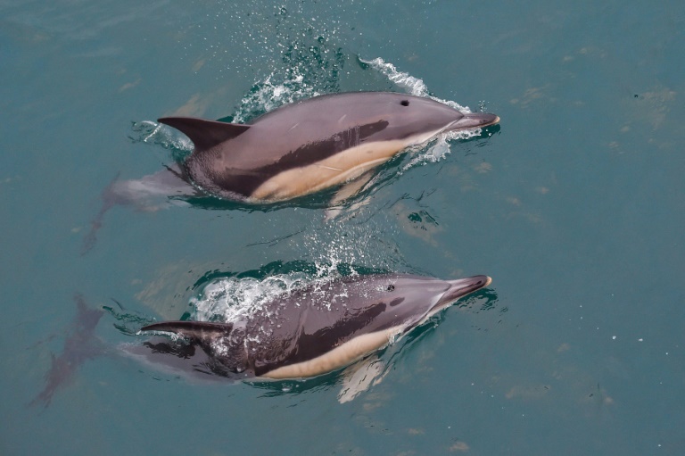 dolphins (afp).jpg