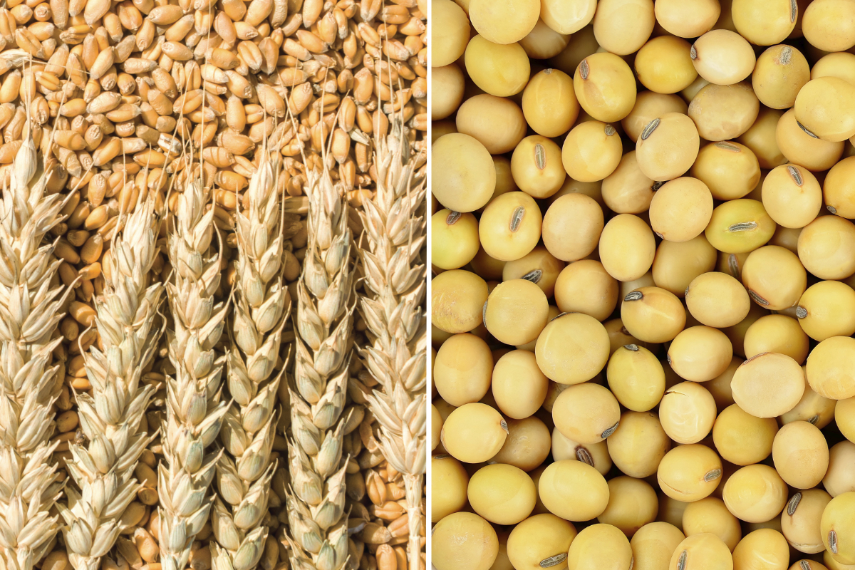 wheat-and-soybeans_Photo-cred-adobe-stock_E.jpg