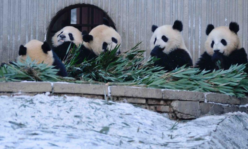 Giant pandas eat at the snow-covered Shenshuping base of the China Conservation and Research Center for Giant Panda in Wolong, southwest China's Sichuan Province, Feb. 9, 2022. (Xinhua)