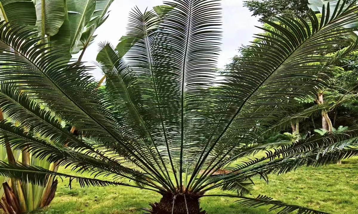 Picture of Broad leaf cycads in Nuozhadu hydropower station's garden. Photo: courtesy of Zhang Weijia