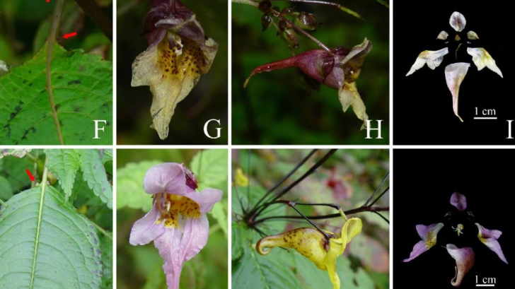 Chinese researchers discover new plant species