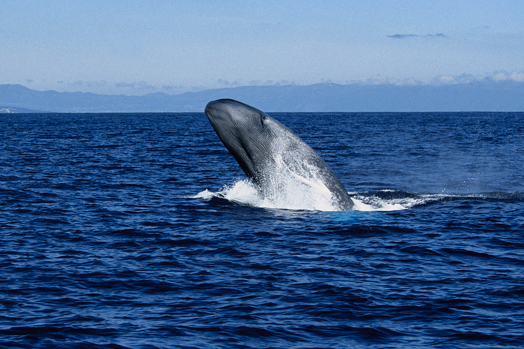 A breaching blue whale in Portugal. /CFP