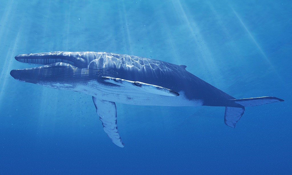 A blue whale. /CFP