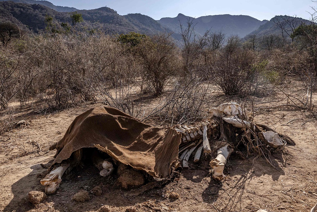 The carcass of an adult elephant, which died during the drought, is seen in Namunyak Wildlife Conservancy, Samburu, Kenya, October 12, 2022. /CFP