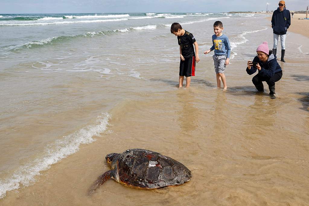 People watch a sea turtle that was treated for injuries by Veterinarians from the National Sea Turtle Rescue Center, as it finds its way into the Mediterranean after being released, off the coast of Mikhmoret, near the coastal city of Netanya, Israel, March 17, 2022. /CFP