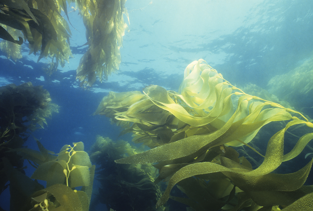 Warming oceans have negative impact on baby kelp: study