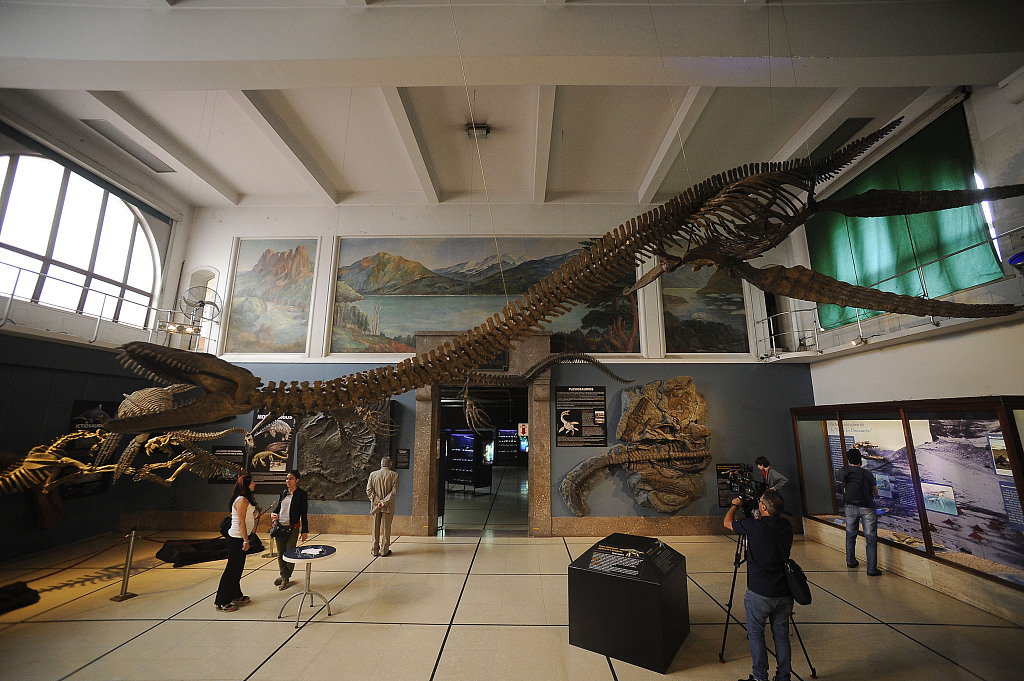 Argentine museum exhibits giant Plesiosaur's skeleton. /CFP