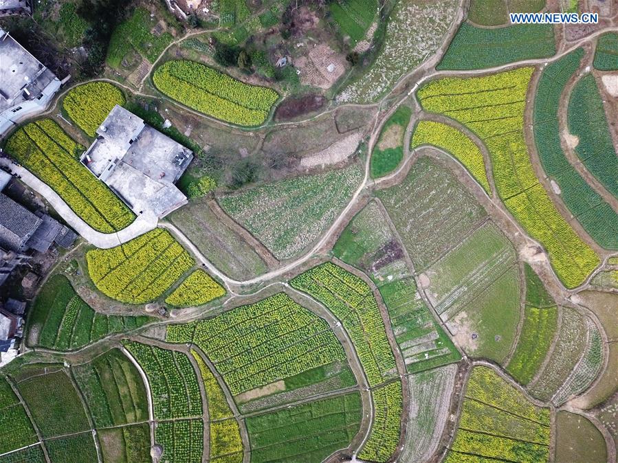 In Pics Cole Flower Fields In Southwest China s Guizhou