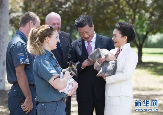 Peng Liyuan holds a koala during a visit to Canberra, Australia in November, 2014. [File Photo: Xinhua]