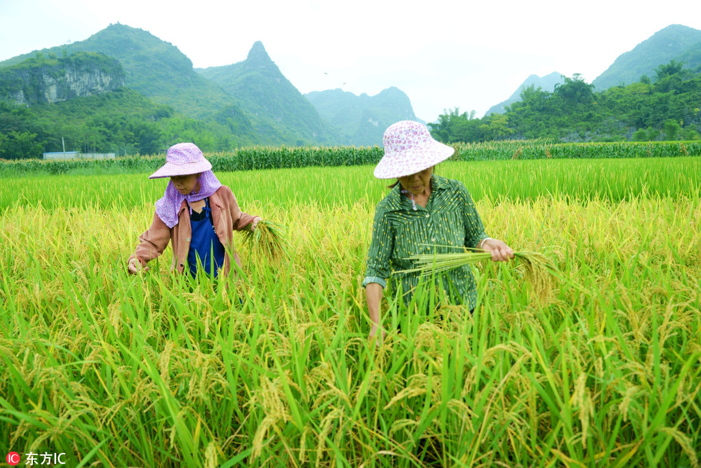 Two farmers work on a rice field in Banhe County, Laibin City, south China’s Guangxi Zhuang Autonomous Region, on June 21, 2018. [File photo: IC]