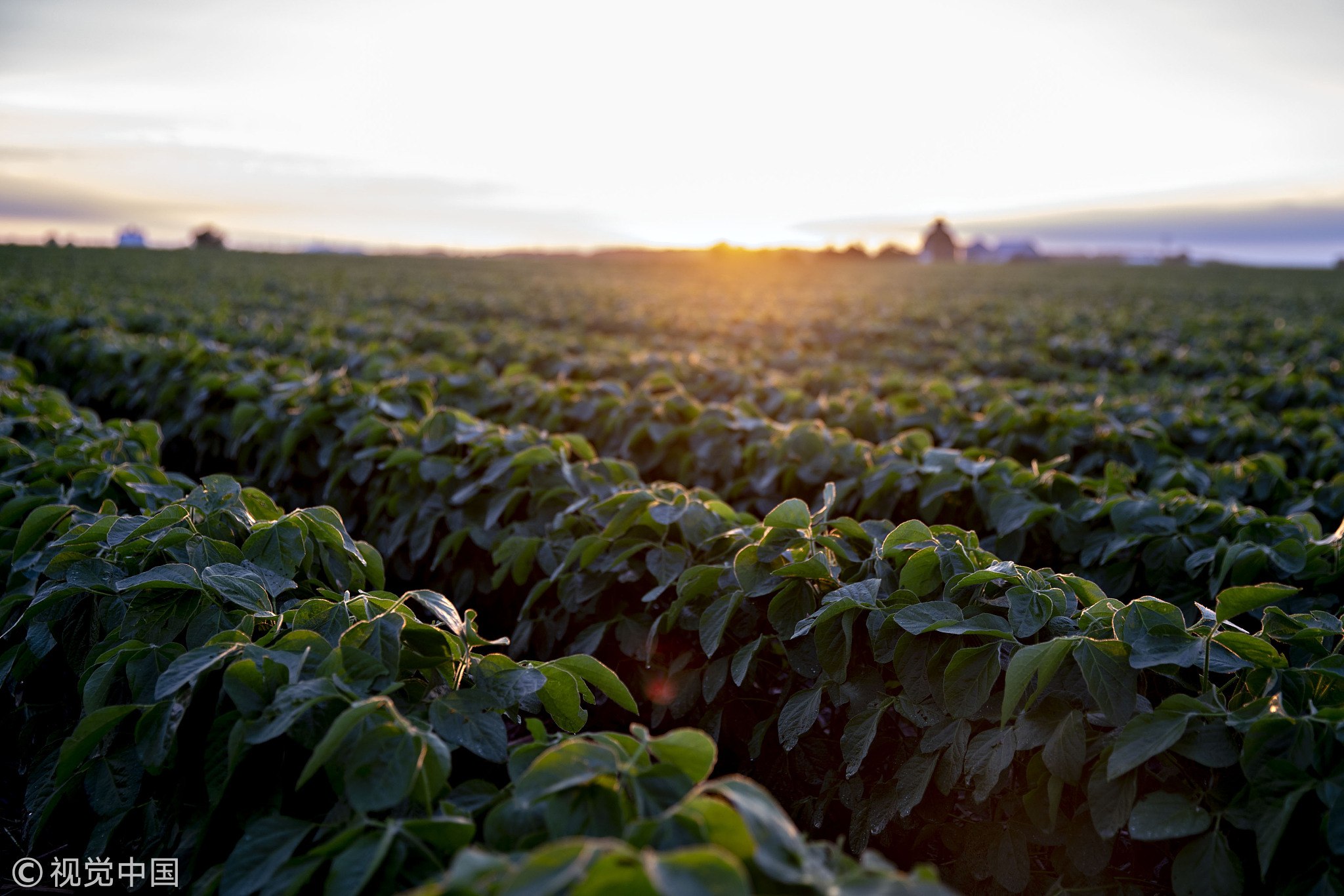 Soybean plants grow in a field near Tiskilwa, Illinois, US on June 19, 2018. A rout in commodities deepened as the threat of a trade war between the world's two biggest economies intensified, hitting markets from steel to soybeans. [Photo:VCG]