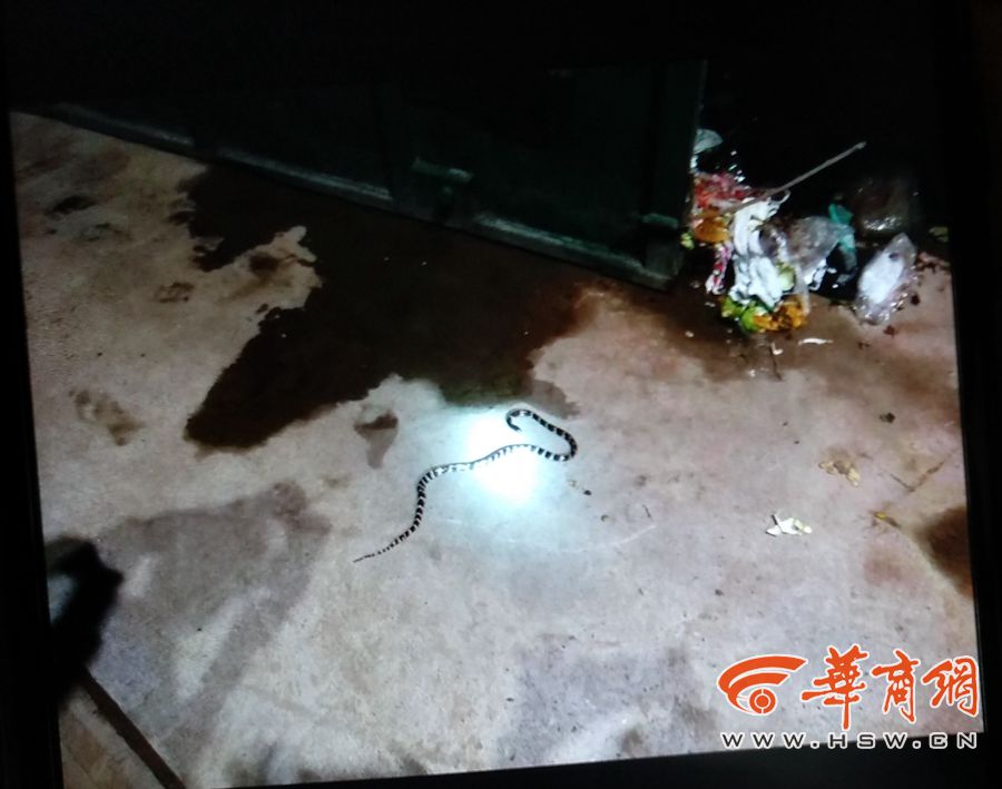 A coral snake that bit a now-brain dead woman found dead in Weinan, Shaanxi Province on July 10, 2018. [Photo: hsw.cn]
