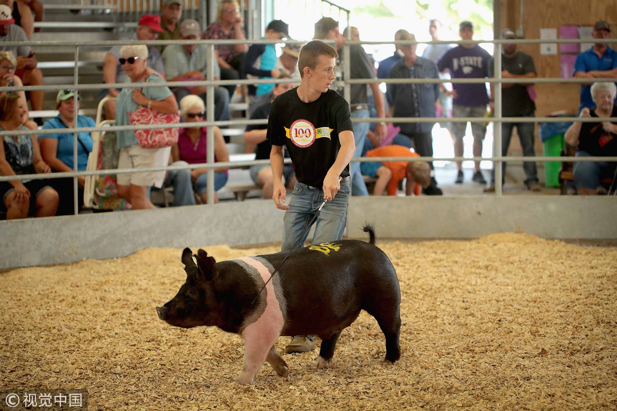A contestant shows a hog during competition at the Iowa County Fair on July 13, 2018 in Marengo, Iowa. Farmers in Iowa and the rest of the country, who are already faced with decade-low profits, are bracing for the impact a trade war with China may have on their bottom line going forward. [Photo: VCG]