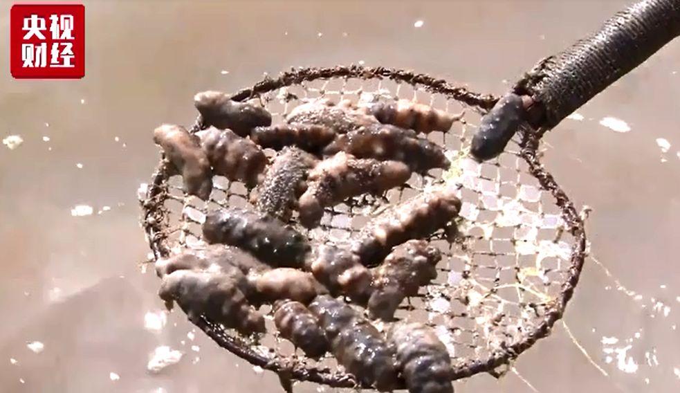 Dead sea cucumbers fished out of an aquaculture pond in Dalian, Liaoning Province [Screenshot: CCTV Finance]