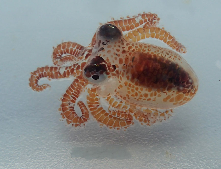 This Aug. 1, 2018 photo provided by the National Park Service shows a baby octopus inside a plastic container at Kaloko-Honokohau National Historical Park in waters off Kailua-Kona, Hawaii. Hawaii scientists found two tiny, baby octopuses floating on plastic trash they were cleaning up while monitoring coral reefs. [Photo: AP/National Park Service, Ashley Pugh]
