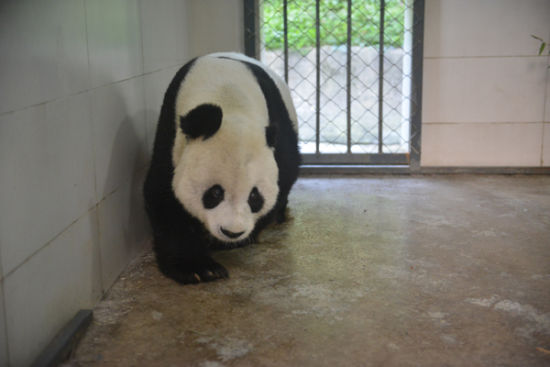 Gao Gao walks around his enclosure at the Giant Panda Research Protection Center in Sichuan Province on Thursday, November 1, 2018. [Photo: Provided by the Giant Panda Research Protection Center]