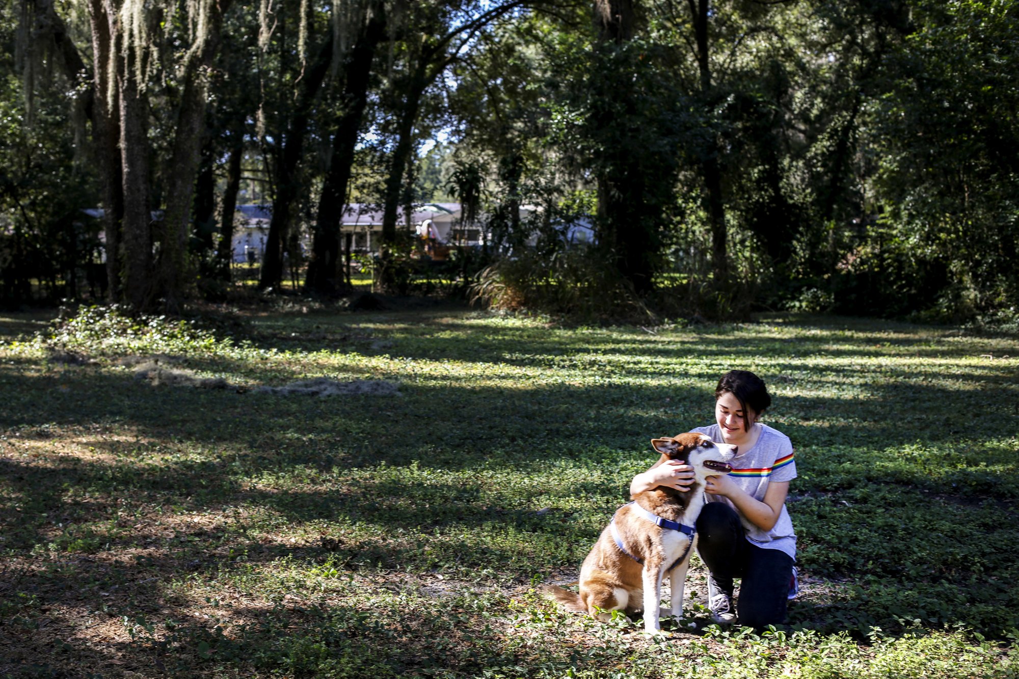 In this Wednesday, Nov. 21, 2018 photo, Rose Verrill, 13, rubs the head of a brown and white Husky named Sinatra at her home in Seffner, Fla. Eighteen months after the dog disappeared from his home in New York, he ended up wandering in a Florida neighborhood where Verrill took him in. Turns out, Sinatra once belonged to Zion Willis, 16, who died in a gun accident in Brooklyn, N.Y., in 2015. He'll be reunited with her family in Baltimore on Nov. 25. [Photo: AP/ Bronte Wittpenn/ Tampa Bay Times]