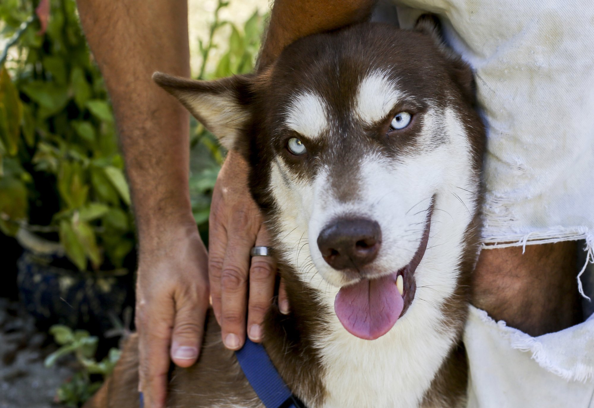 In this Wednesday, Nov. 21, 2018 photo, Sinatra, a brown and white Husky, sits at the feet of Gregory Verrill at his home in Seffner, Fla. Eighteen months after the dog disappeared from his home in New York, he ended up wandering in a Florida neighborhood where Rose Verrill, 13, took him in. Turns out, Sinatra once belonged to Zion Willis, 16, who died in a gun accident in Brooklyn, N.Y., in 2015. He'll be reunited with her family in Baltimore on Nov. 25. [Photo: AP/ Bronte Wittpenn/ Tampa Bay Times]