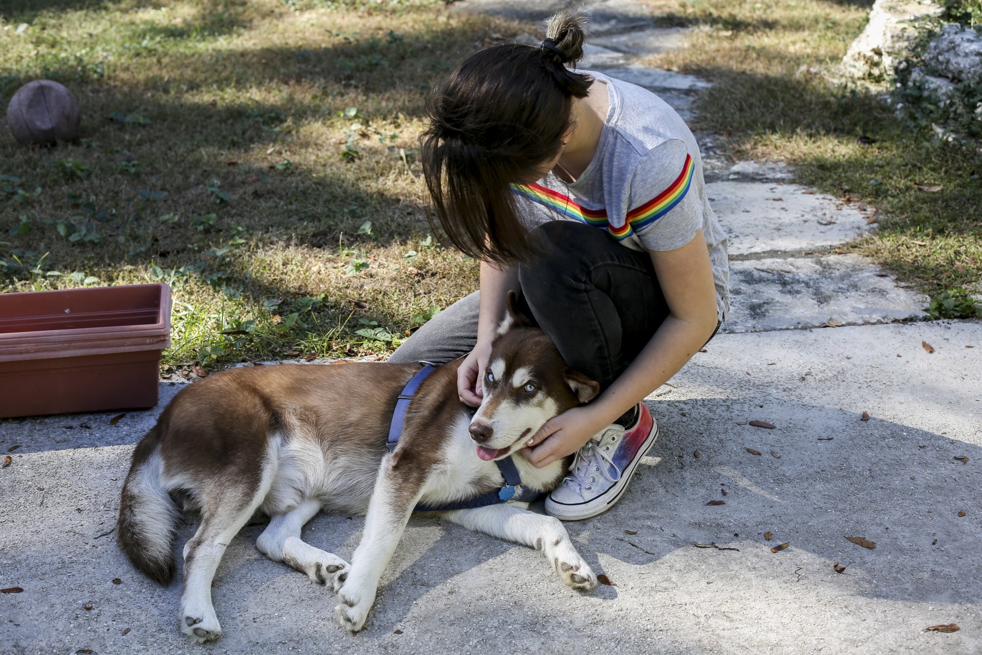 In this Wednesday, Nov. 21, 2018 photo, Rose Verrill, 13, rubs the head of a brown and white Husky named Sinatra at her home in Seffner, Fla. Eighteen months after the dog disappeared from his home in New York, he ended up wandering in a Florida neighborhood where Verrill took him in. Turns out, Sinatra once belonged to Zion Willis, 16, who died in a gun accident in Brooklyn, N.Y., in 2015. He'll be reunited with her family in Baltimore on Nov. 25. [Photo: AP/ Bronte Wittpenn/ Tampa Bay Times]