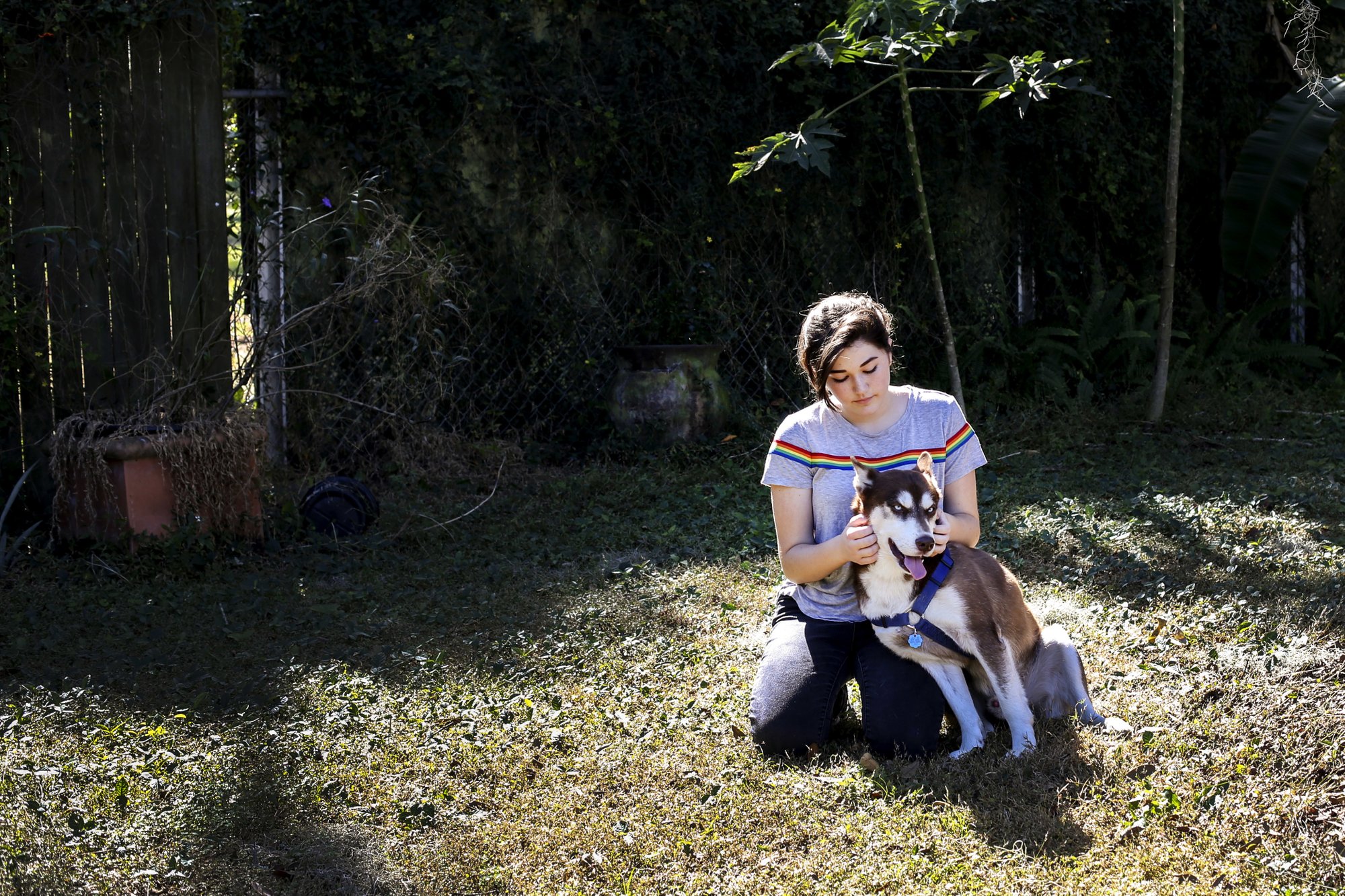 In this Wednesday, Nov. 21, 2018 photo, Rose Verrill, 13, rubs the head of a brown and white Husky named Sinatra at her home in Seffner, Fla. Eighteen months after the dog disappeared from his home in New York, he ended up wandering in a Florida neighborhood where Verrill took him in. Turns out, Sinatra once belonged to Zion Willis, 16, who died in a gun accident in Brooklyn, N.Y., in 2015. He'll be reunited with her family in Baltimore on Nov. 25. [Photo: AP/ Bronte Wittpenn/ Tampa Bay Times]