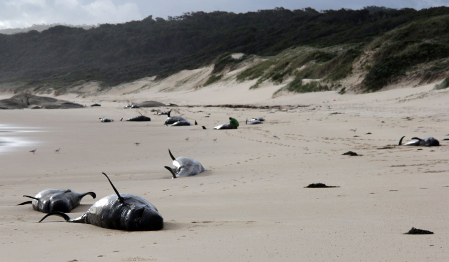 This handout photo from Parks Victoria taken and released on November 28, 2018 shows dead whales on a beach in Croajingolong National Park in Victoria state. [Photo: Handout / PARKS VICTORIA / AFP]