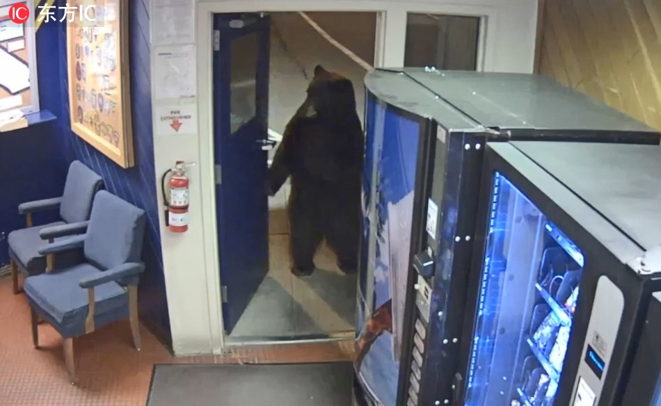 The bear is seen through a window standing on its back legs outside the Donner Pass Commercial Vehicle Enforcement Facility. [File Photo: IC]