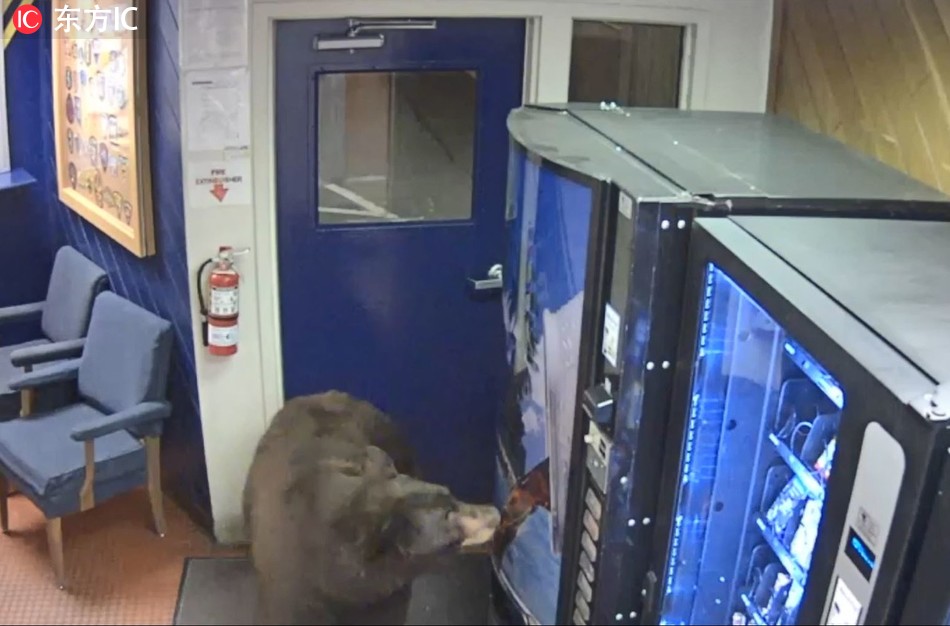 The bear checks out the enticing drink and snack vending machines. [File Photo: IC]