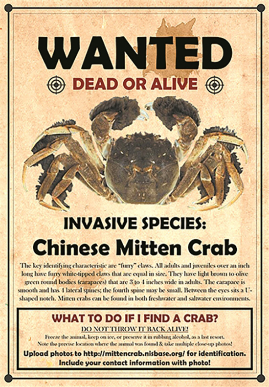 Wanted order of Chinese Mitten Crab in the U.S. [Photo: mittencrab.nisbase.org]