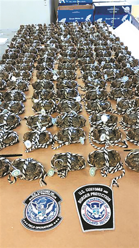 135 Chinese Mitten Crabs are seized in Indiana by U.S. Customs in September. [Photo: thepaper.cn]
