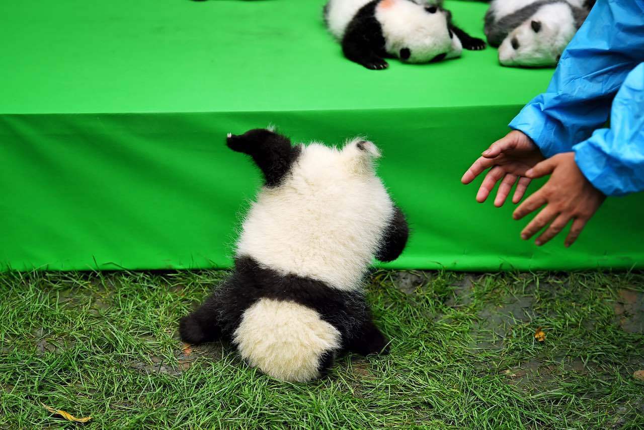 Photo of Fushun falling face-first off a stage during its first public display at the Chengdu Research Base of Giant Panda Breeding, Sichuan Province, September 29, 2016. [File photo: IC]