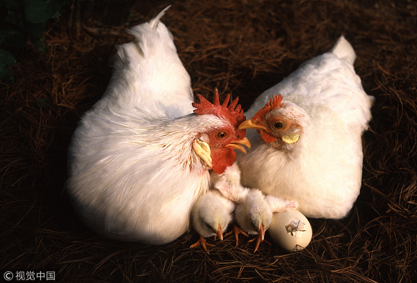 Chickens can't say how they feel, but playing with a fake worm may be a sign of happiness.[Photo:VCG]