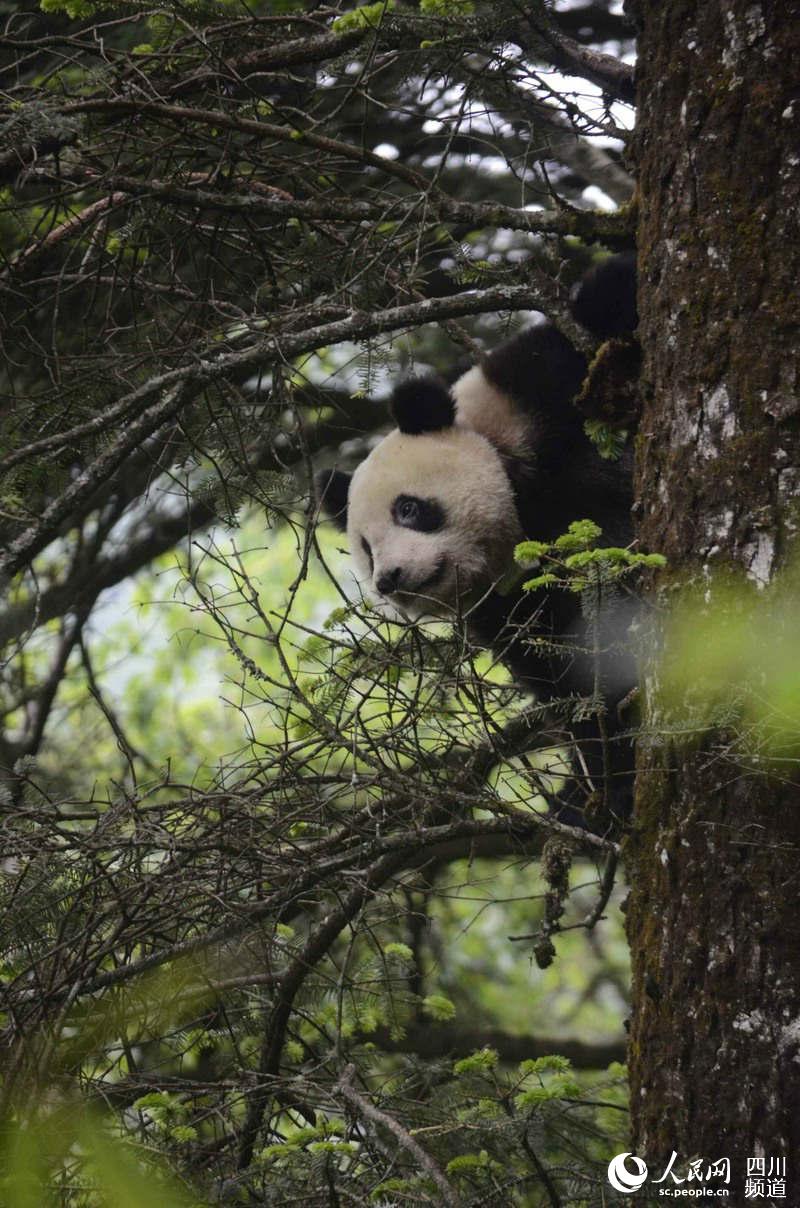 Giant panda "Qinxin" [Photo: people.cn]