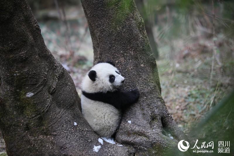 Giant panda "Little walnut" [Photo:people.cn]