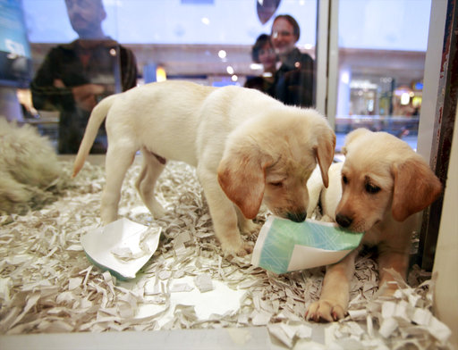 In this Monday, Oct. 4, 2010 file photo, window shoppers look at a pair of Labrador puppies for sale at the Westside Pavilion Shopping Center in Los Angeles. The British government has decided to ban third-party sales of puppies and kittens to improve animal welfare. Animal Welfare Minister David Rutley said Sunday, Dec. 23, 2018 the ban “is part of our commitment to make sure the nation’s much-loved pets get the right start in life. [File Photo: AP]