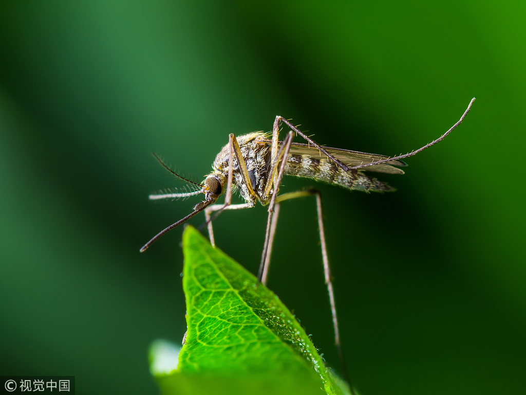 U.S. scientists have worked out "hot spot" maps of regions in the world that can help health authorities detect potential wildlife hosts of viruses mostly spread by mosquitoes and ticks. [Photo:VCG]