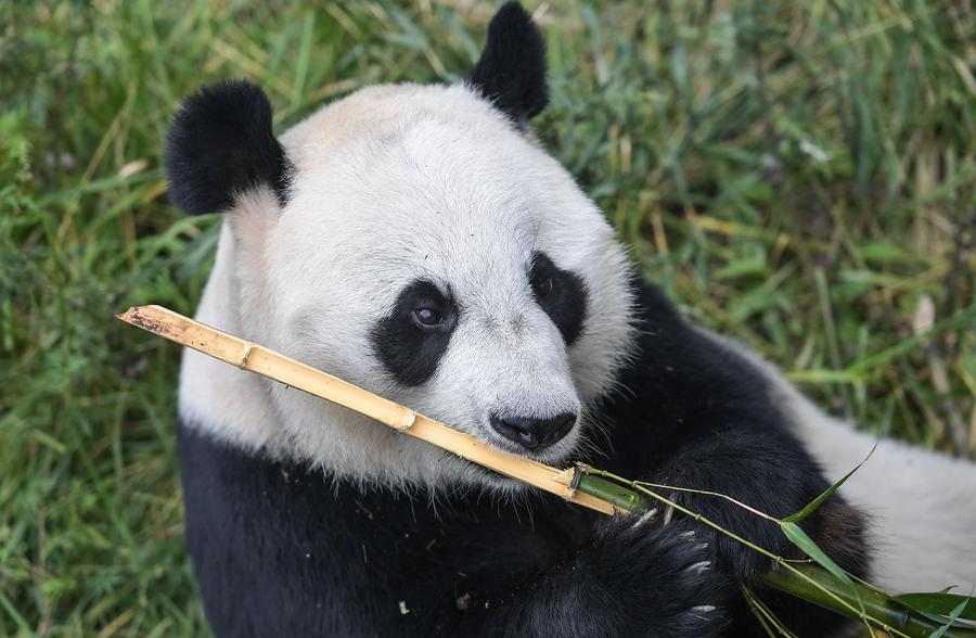 A giant panda eats bamboo at the China Conservation and Research Center for the Giant Panda in Wolong, Southwest China's Sichuan province, Sept 26, 2017. [File photo: Xinhua]