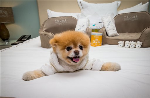 "The World's Cutest Dog" , Boo, sighting at a luxury penthouse at Trump International Hotel in Las Vegas, NV on April 28, 2014. [File photo: AP]