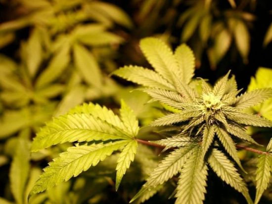 Drug gang busted in Austria, 11 arrested