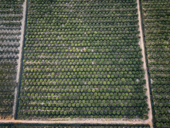 Agencies foresee palm oil prices to remain firm