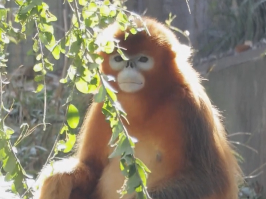 Virtual zoo tour | Live: golden snub-nosed monkeys, gibbons