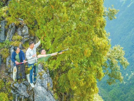 Ancient tree species preserved as ecological protection gains speed